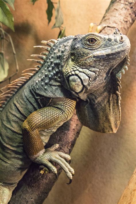 Fotografiar reptiles: Resuelve por fin todas tus dudas