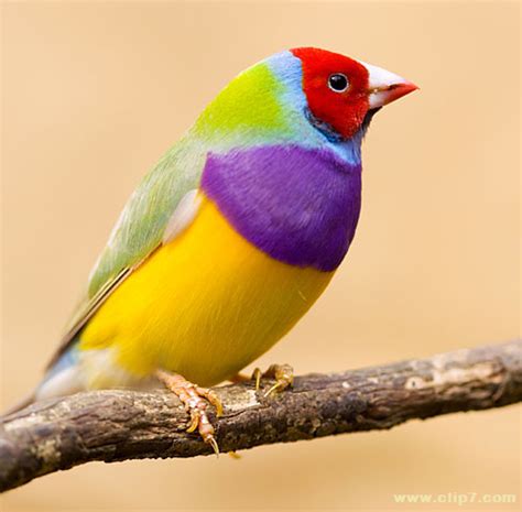 Fotografias aves: Fotografia colorido pajarito [12 3 16]