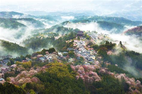 Fotografías de la floración de los cerezos en Japón, por ...