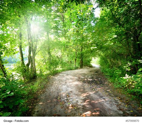 Fotolia US » Free Images of the Week: Forest