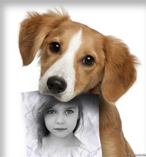 Fotomontaje con un lindo perrito | Editar Fotos Online