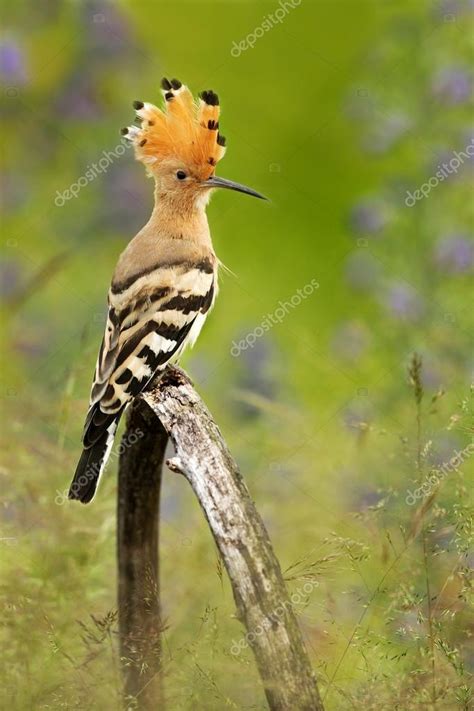Fotos: abubilla para descargar | Bonito pájaro con cresta ...