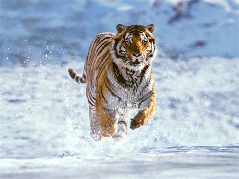 Fotos: Animales en estado salvaje   Tigre siberiano
