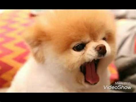 Fotos: Boo, o cachorrinho mais fofo do mundo. ????????   YouTube