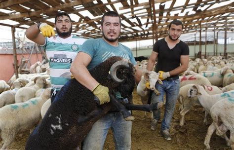 [Fotos] Con matanza de corderos musulmanes celebran la ...