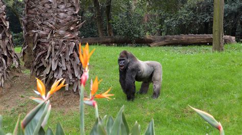 Fotos de Animal: Ver imágenes de Parque Zoológico de ...