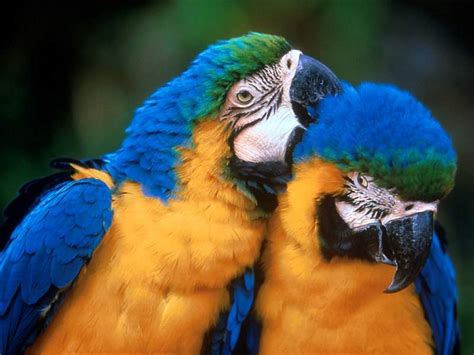 Fotos de Aves Exoticas | Fotos e Imágenes en FOTOBLOG X