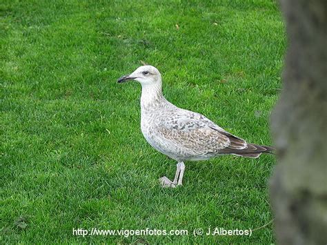 FOTOS DE AVES URBANAS   VIGO. GALICIA   P2