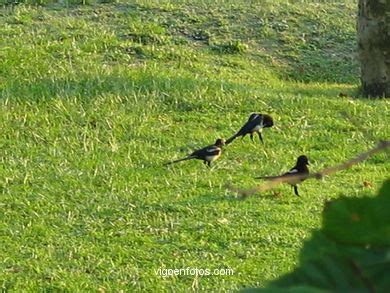 FOTOS DE AVES URBANAS   VIGO. GALICIA   P4