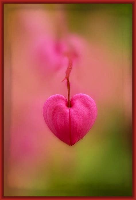 fotos de corazones hechos con flores Archivos | Imagenes ...
