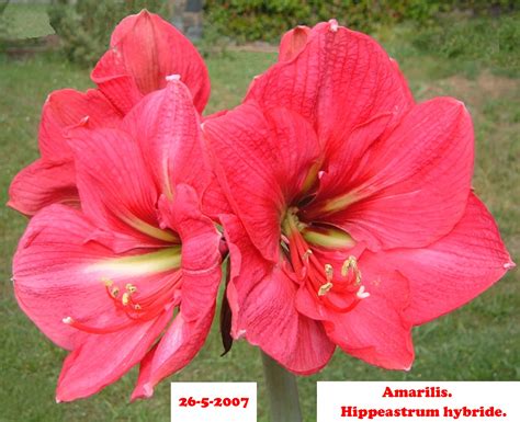 Fotos de flores: AMARILIS