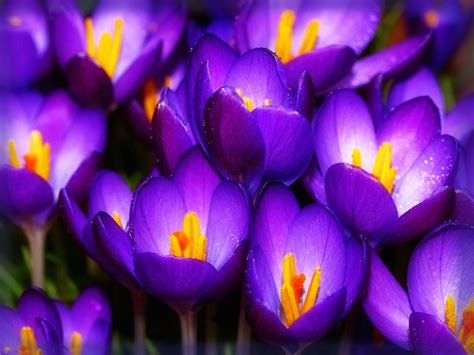 Fotos De Flores Bonitas Gratis Color Violeta | Imagenes de ...