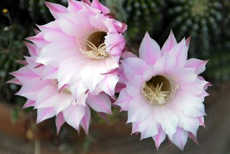 Fotos de flores: CACTUS CON FLORES