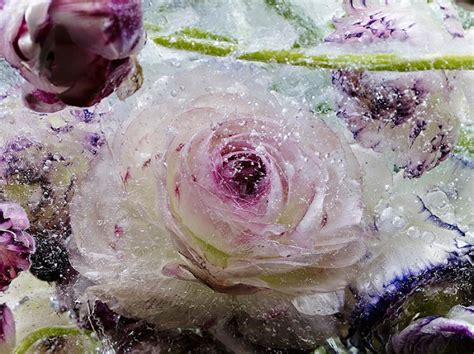 Fotos de Flores Congeladas que Parecen Acuarelas   Taringa!