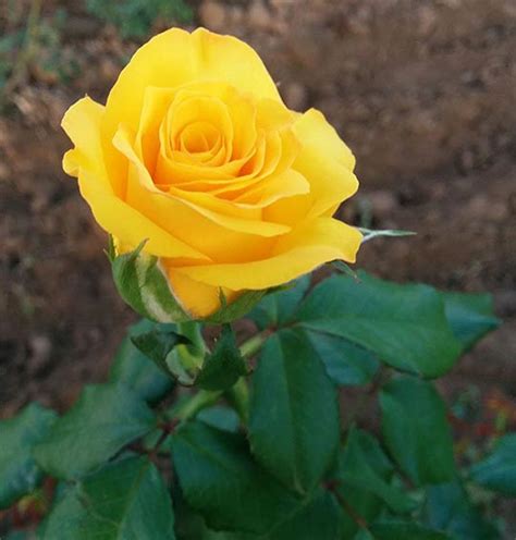 Fotos de flores de Rosas amarillas