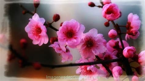 Fotos De Flores En Primavera | Imágenes de Primavera