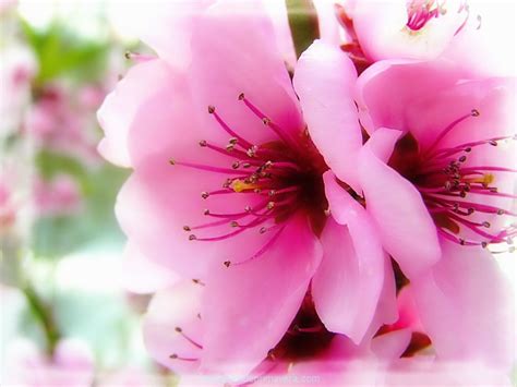 Fotos De Flores En Primavera | Imágenes de Primavera