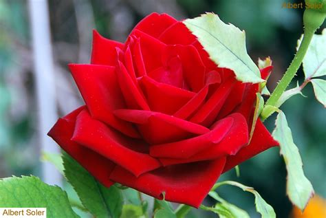 Fotos de flores: Rosas: Rojas, rosado, bicolor, amarillas ...