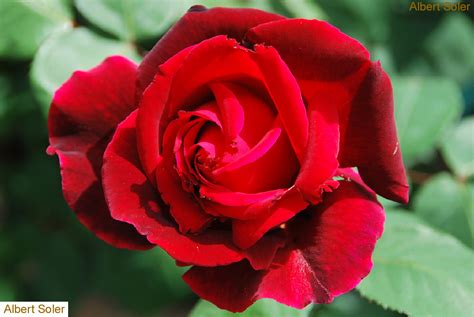 Fotos de flores: Rosas: Rojas, rosado, bicolor, amarillas ...