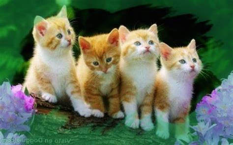 Fotos De Gatos Para Descargar Gratis. Top Gato Caminando X ...