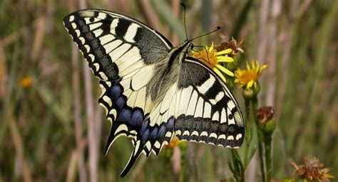Fotos de Mariposas, Imágenes de Mariposas de colores Gratis