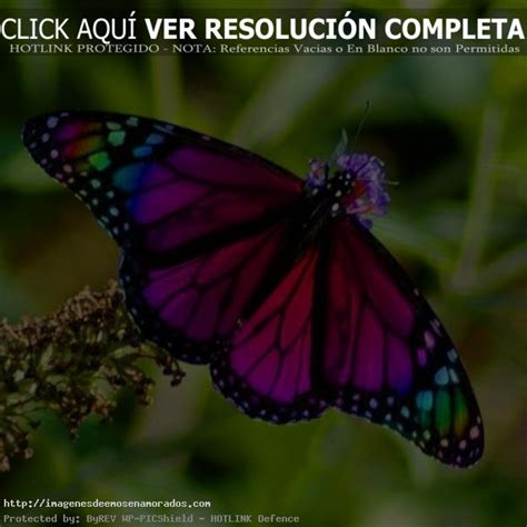 fotos de mariposas – Imágenes de Emos Enamorados
