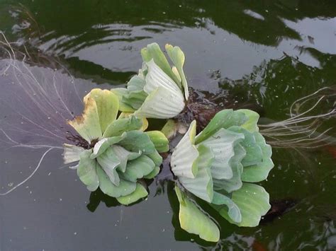 Fotos de mi estanque de 6000 litros con peces cometa