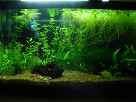 Fotos de mis acuarios con plantas