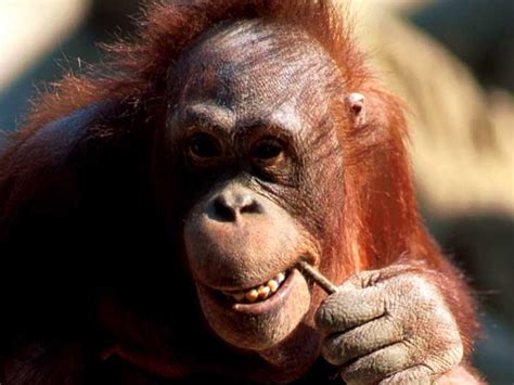 Fotos de Monos Orangutan. Imagenes de orangutanes.
