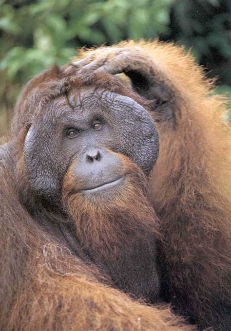 Fotos de Monos, Simios, macacos, primates, gorilas ...