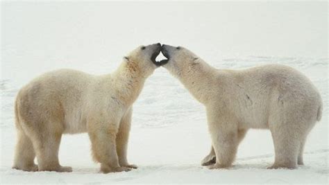 Fotos de osos: Osos amorosos se dan besos