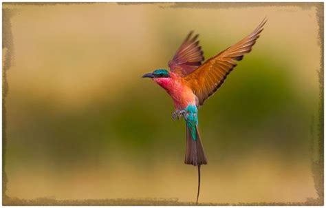 Fotos de Pájaros de Colores para Imprimir | Imagenes de ...