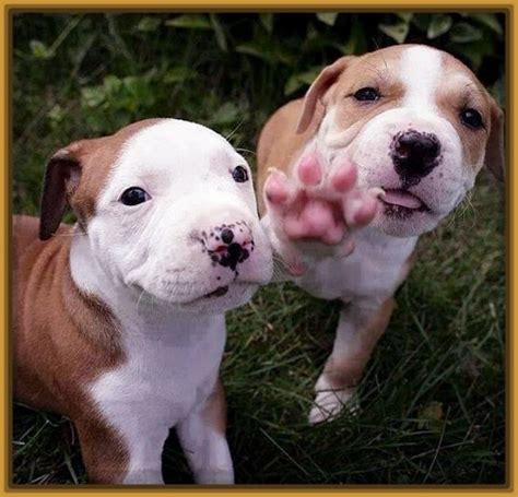 fotos de perritos bonitos para descargar Archivos ...