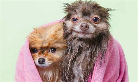 Fotos de perros mojados ¡muy graciosos!  Parte II
