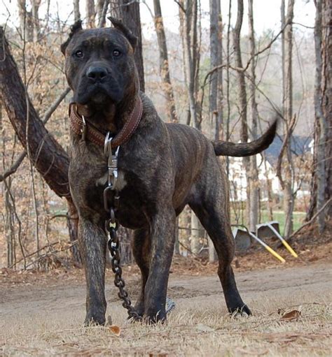 Fotos de perros Rottweiler, Dogo Argentino y Presa Canario ...