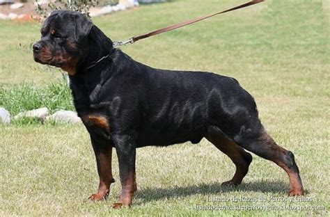 Fotos de perros Rottweiler, Dogo Argentino y Presa Canario ...
