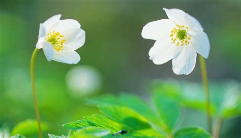 Fotos de plantas y flores para embellecer el jardín