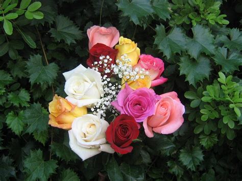 Fotos de ramos de rosas. Rosas