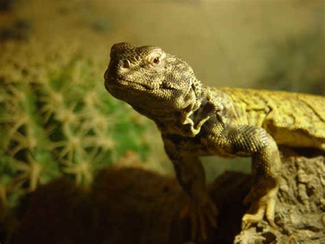 Fotos de reptiles