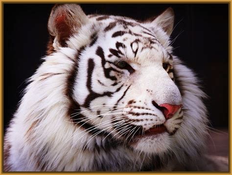 fotos de tigre siberiano blanco Archivos | Fotos de Tigres