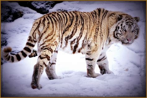 fotos de tigre siberiano blanco Archivos | Fotos de Tigres