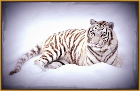 fotos de tigre siberiano blanco Archivos | Fotos de Tigres