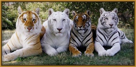 fotos de tigre siberiano blanco Archivos | Imagenes de Tigres