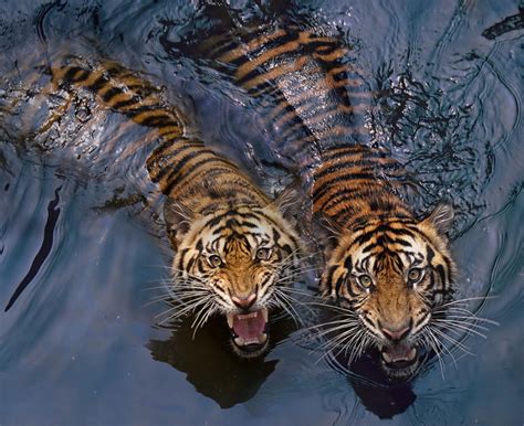 Fotos de tigres   ForoCoches