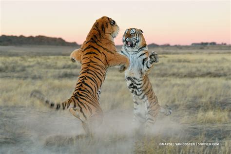 Fotos de tigres   ForoCoches