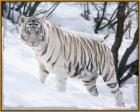 fotos de un tigre siberiano Archivos | Fotos de Tigres