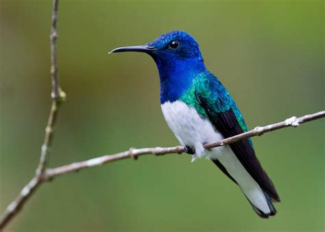 Fotos dos pássaros coloridos mais bonitos do Brasil ...