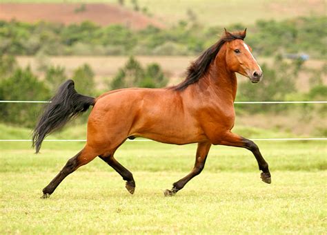 Fotos e imagens de Cavalos Bonitos