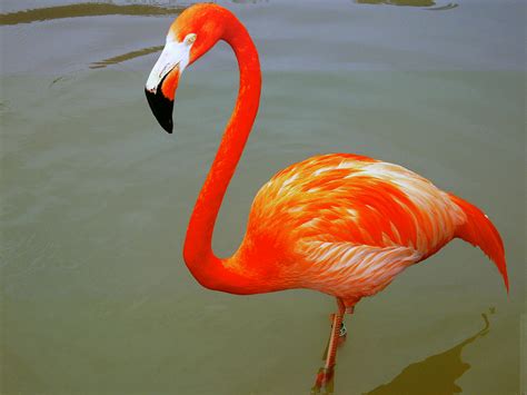 Fotos Flamingo | Animais   Cultura Mix