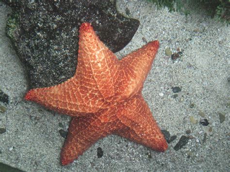 Fotos gratis : biología, fauna, estrella de mar ...